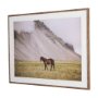 16338 - Icelandic Horse by Stefan and Audrey Framed Photo Print Matted under Glass