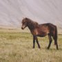 16338 - Icelandic Horse by Stefan and Audrey Framed Photo Print Matted under Glass