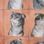 16351 - A Cats Many Faces by Mercana Studio Hand-Embellished Framed Artwork Matted under Glass