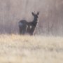 16354 - Distant Duo by Andreas Stridsberg Framed Photo Print Matted under Glass