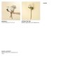 IN0362 - Hydrangea Floral Stem, White