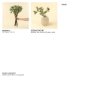 IN9501 - Poppy Pod Branch