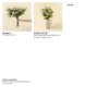 IN9528 - Locust Flower Branch