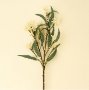 IN1615 - Flowering Eucalyptus Branch